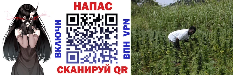 Канабис White Widow  Купить где  Новая Ляля 